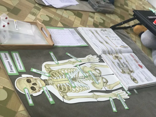 Žmogaus skeleto pažinimo užduotis su kortelėmis